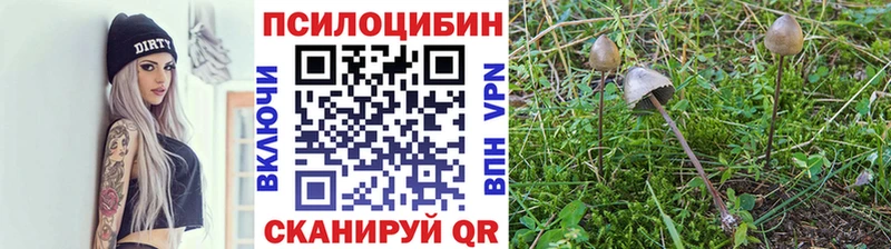 Галлюциногенные грибы Psilocybe  Боготол 